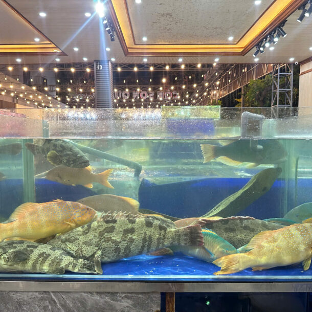 hồ cá quán côn sơn